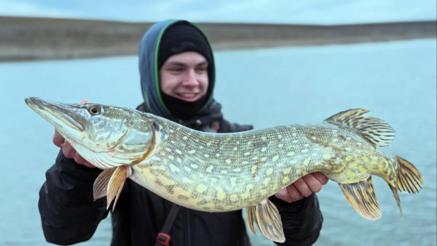 рибалка піймав щуку