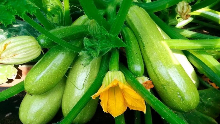 Коли садити кабачки у відкритий ґрунт у 2026 році: найкращі дати для щедрого врожаю