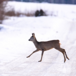 На Волині затримали трьох браконьєрів під час незаконного полювання на косулю