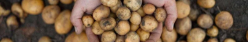 Скільки коштує насіннєва картопля на Волині: огляд цін та сортів