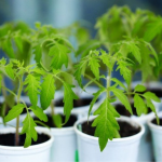 Які сорти помідорів посіяти з насіння на розсаду: отримаєте величезні і м’ясисті плоди