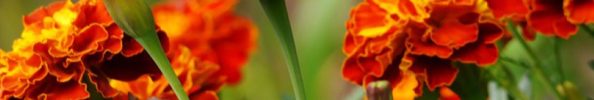 Коли висівати чорнобривці, щоб клумба була яскравою вже в травні?