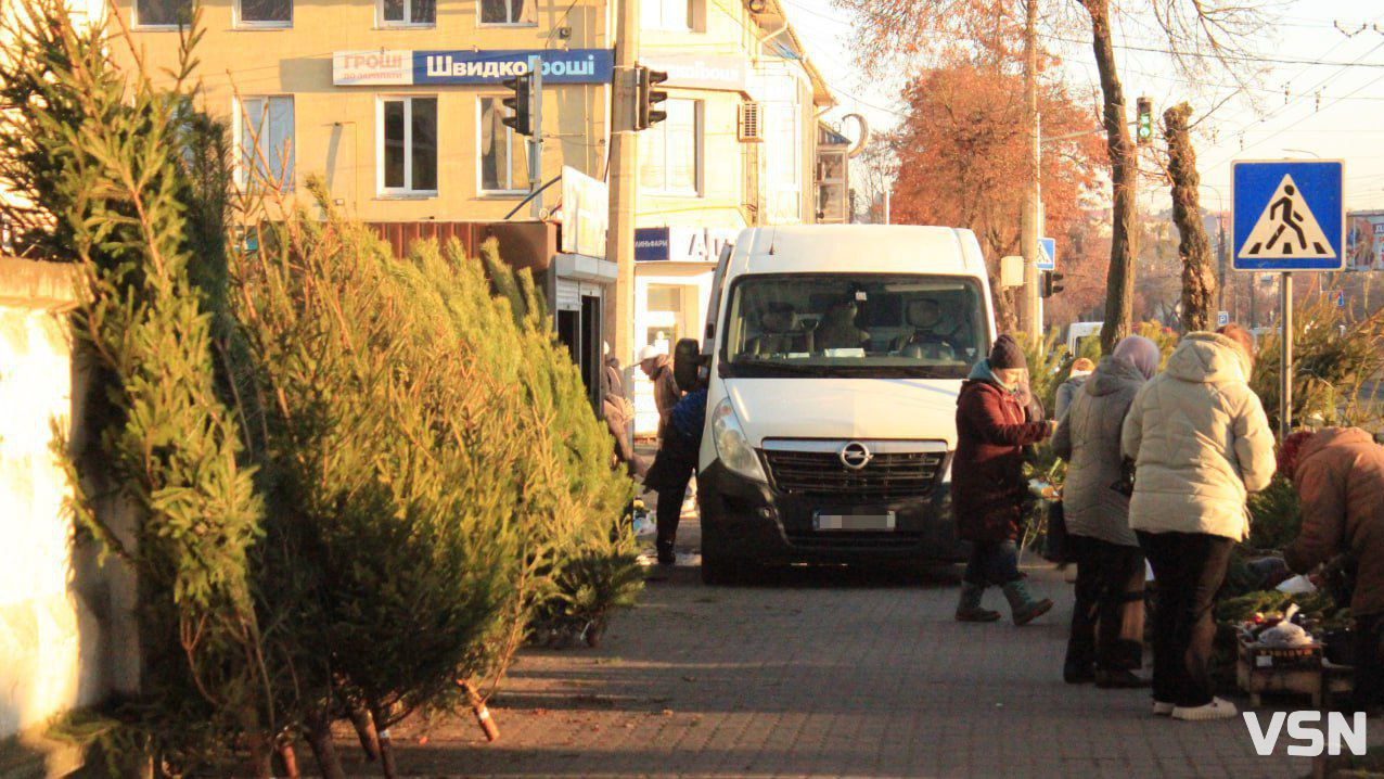 Скільки коштують живі ялинки та сосни на ринку у Луцьку?