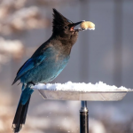 Тільки не ці 4 продукти: чим не можна годувати пташок взимку