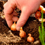 Як виростити велику цибулю: простий спосіб, яким користувалися наші бабусі