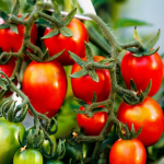 сорти ранніх помідорів
