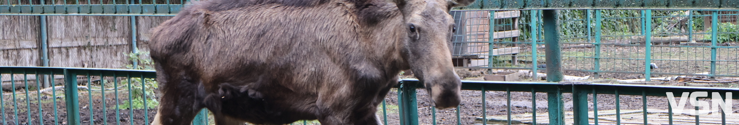 У Луцькому зоопарку готуються до зими: тварин переводять у теплі вольєри, а для відвідувачів уже готують свято Миколая