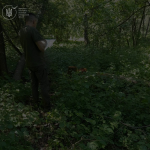 На Волині виявили незаконну порубку дерев на понад 220 тисяч гривень