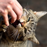 На Волині через сказ у кота запровадили карантин