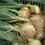 вирощування озимої цибулі