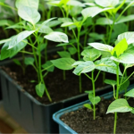 Урожай помідорів і перцю буде щедрим: як приготувати ефективне добриво вдома