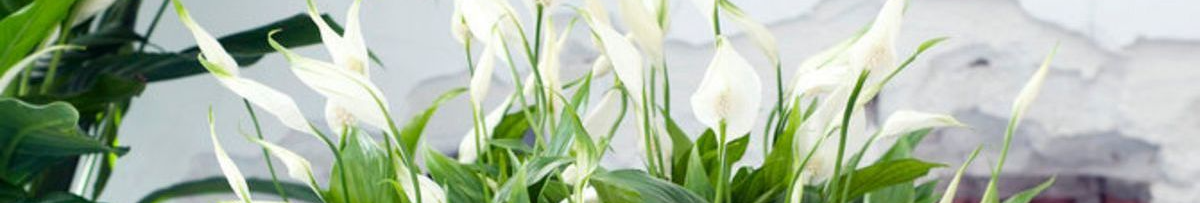 «Жіноче щастя» буде великим і квітучим: як і коли правильно пересаджувати спатифілум