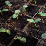 Квітень — ідеальний час сіяти огірки на розсаду: найкращі дні за місячним календарем