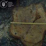 У громаді на Волині незаконно зрізали понад 600 дерев на кілька мільйонів гривень