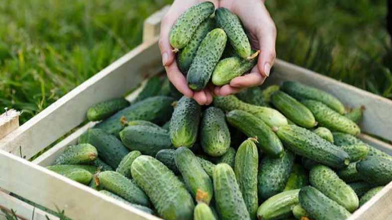 Не гірчать і дають врожай відрами: найкращі сорти огірків