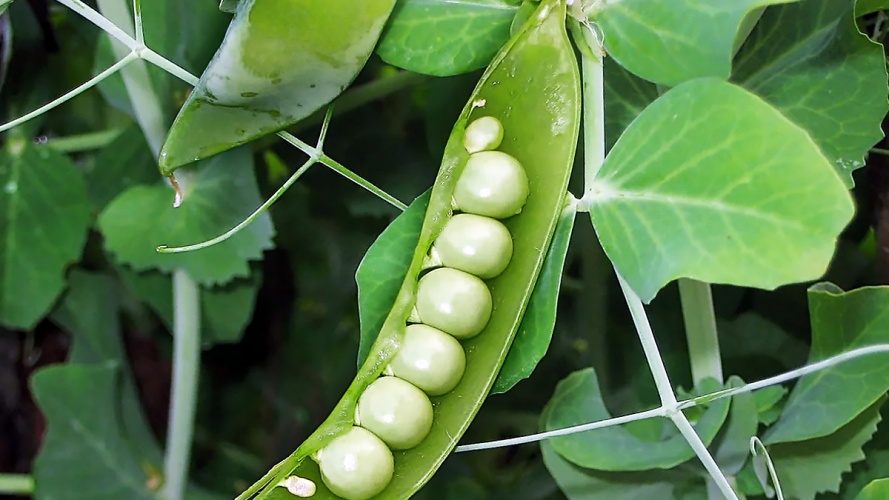 Відкладати не можна: коли сіяти горох навесні 2026 року