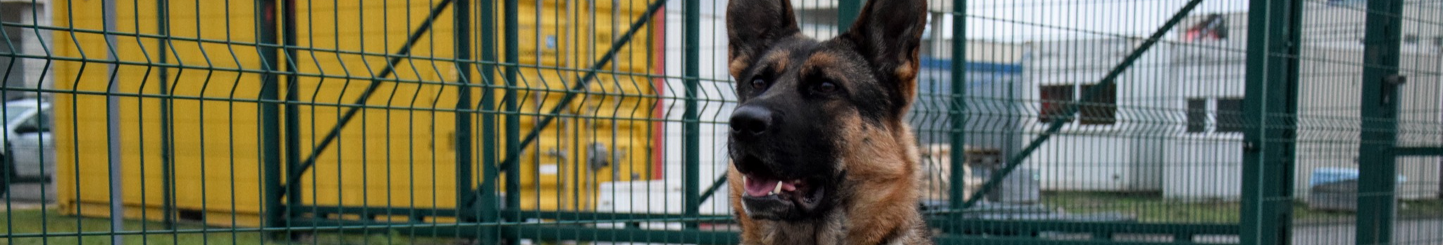 Коли напарник – більше ніж собака: прикордонник з Волині та його чотирилапа династія