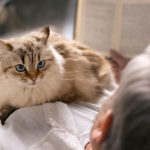 Як зрозуміти, що ваш кіт вас дуже любить