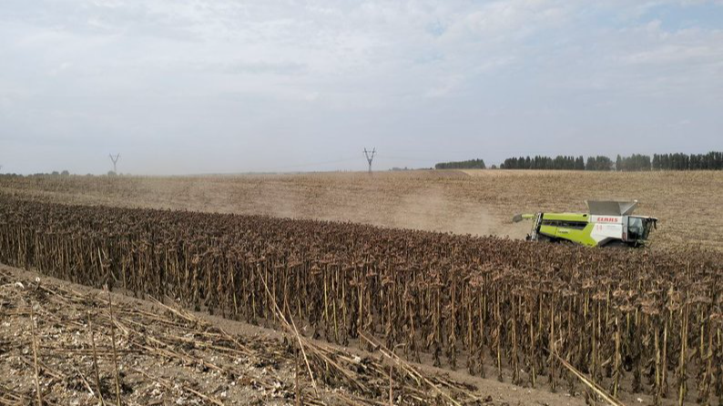 Золоте насіння Волині: область у топ-5 за врожайністю соняшника