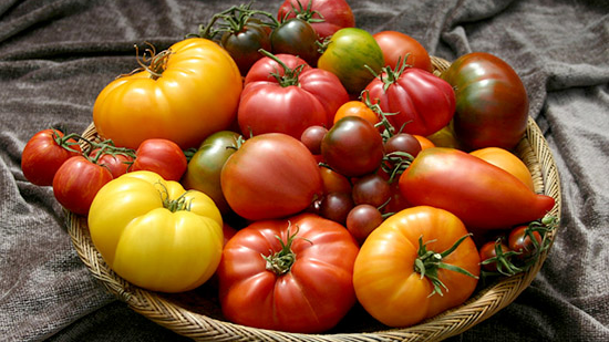 сорти помідорів