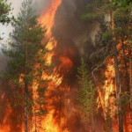 Не лякають величезні штрафи: торік через паліїв сухої  трави виникло 12 пожеж у лісах