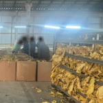 Кому належить «імперія»: на Волині розслідують справу незаконного виробництва тютюну