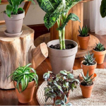 Зимовий догляд за кімнатними квітами: як допомогти улюбленцям пережити холодну пору