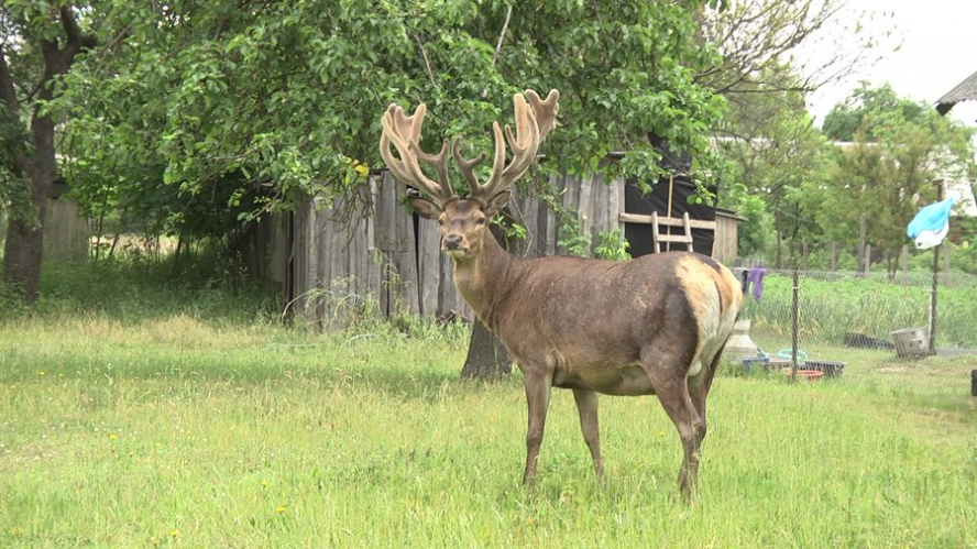 ДТП, олень Борис