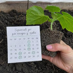 Посівний календар на травень 2026 року - у які дні доглядати за городом