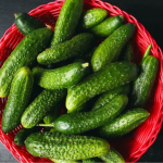 Найкращі сорти огірків: хрумкі, надзвичайно врожайні та підходять для консервації