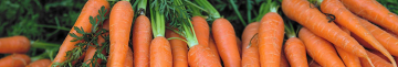 Найкращі й найсолодші топ-5 сортів моркви, які дають багатий врожай