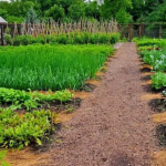 Не посадив до Великодня — не жалійся на врожай: які культури обов’язково потрібно посадити на городі до свята