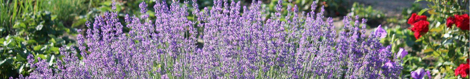 Яке добриво з кухні стимулюватиме лаванду квітнути довго та пишно