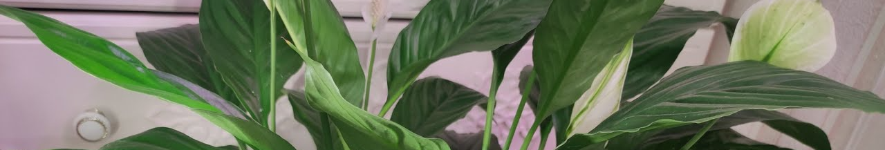 Спатифілум не цвіте: як змусити «жіноче щастя» вкритися квітами взимку