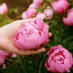 Коли і як підживлювати півонії навесні для рясного цвітіння
