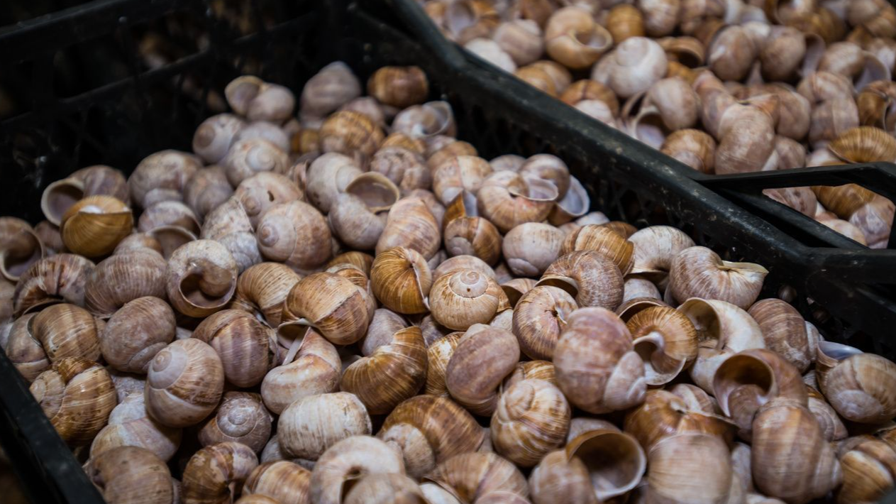 «Роблять трагедію з дрібниць»: після «равликового скандалу» на Волині фермер прокоментував ситуацію