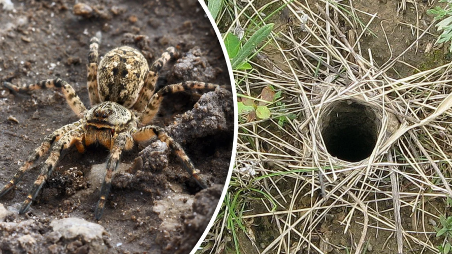 Нашестя тарантулів в Україні: чи є небезпека для Волині?