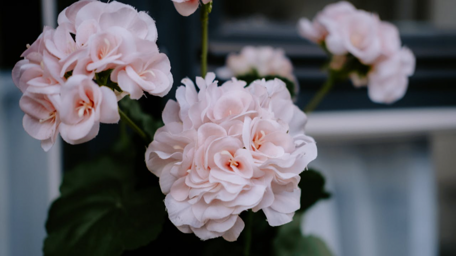 Герань нарощує листя, але немає жодної квітки: одне добриво допоможе отримати багато бутонів