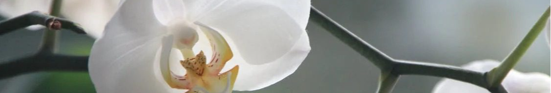 Як підживити орхідею восени прості засоби з кухні, які творять дива