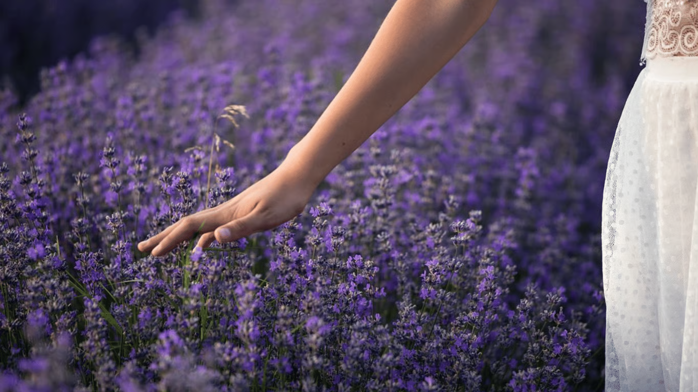 Посів лаванди на сніг: як зима допомагає насінню гарно прорости