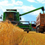 Волинь лідирує по Україні за врожайністю пшениці, ячменю та ріпаку