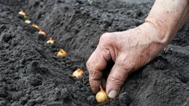 Після яких культур не можна садити озиму цибулю: не отримаєте врожаю