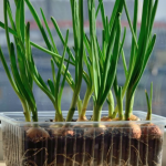 Як виростити зелену цибулю вдома: прості поради для свіжої зелені цілий рік