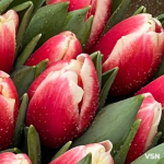 Скільки коштують квіти на День закоханих у Луцьку?