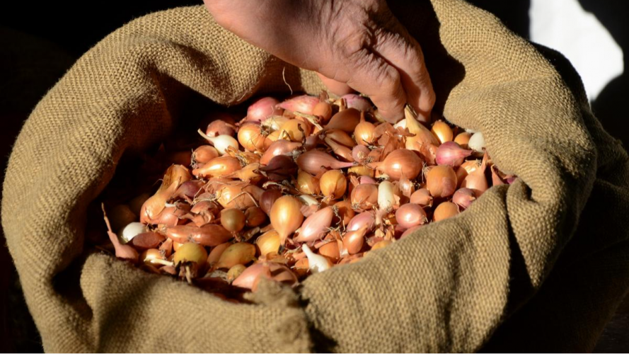 Отримаєте гарний врожай і не буде стрілок: у чому замочити озиму цибулю перед посадкою