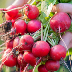 Коли сіяти ранню редиску у відкритий ґрунт у березні 2026: найкращі дні за місячним календарем