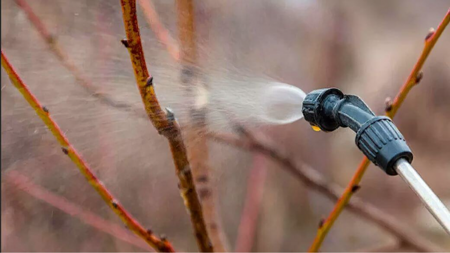 перша обробка яблунь навесні