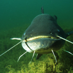 рибалка піймав сома на 21 кілограм