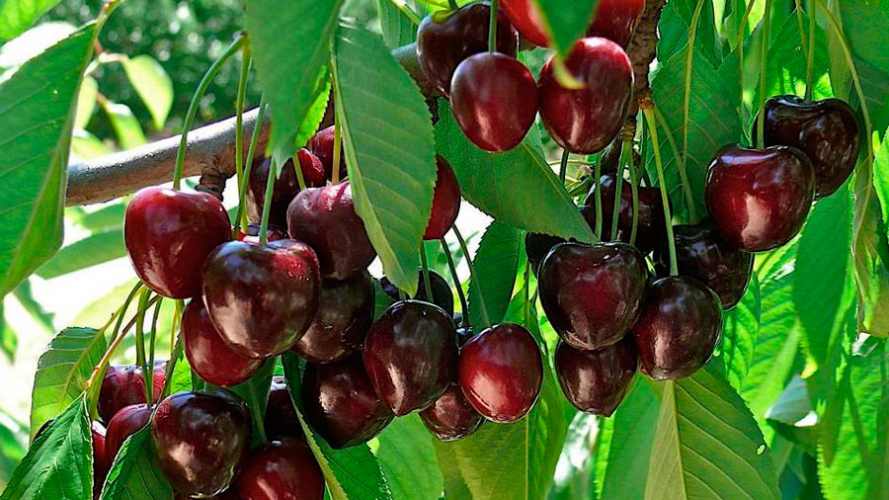 Підживіть цим черешню під час цвітіння: врожай буде таким, що не знатимете куди дівати