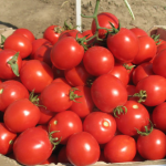 Вже в травні на вашому столі: як виростити ранні помідори вдома